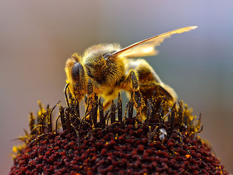 bee pollen