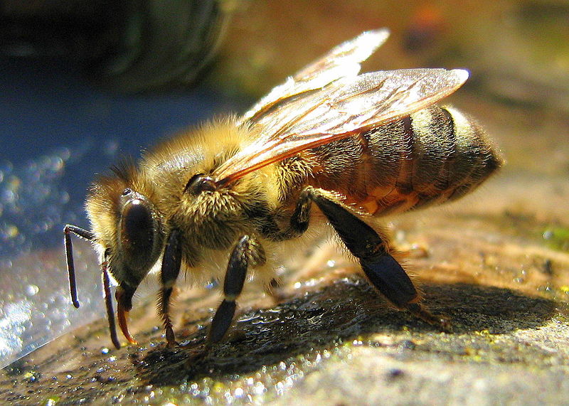 Honey Bee